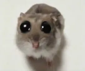 Sad hamster meme