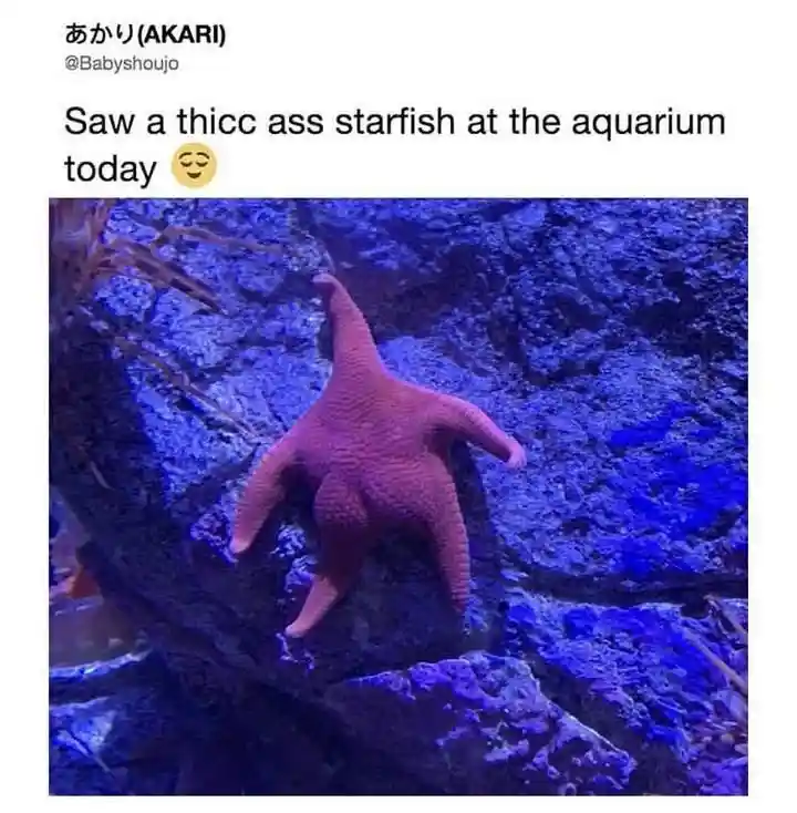Thicc ass starfish meme at the aquarium