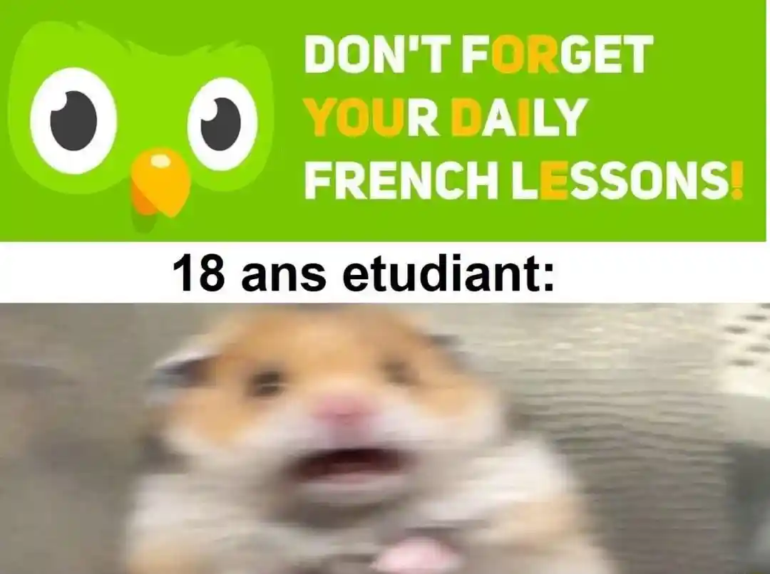 Scared hamster meme fears french lessons