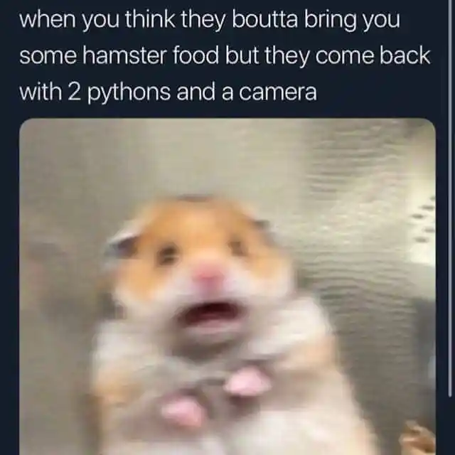 Scared hamster meme shocked by pythons