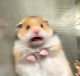 Scared hamster meme