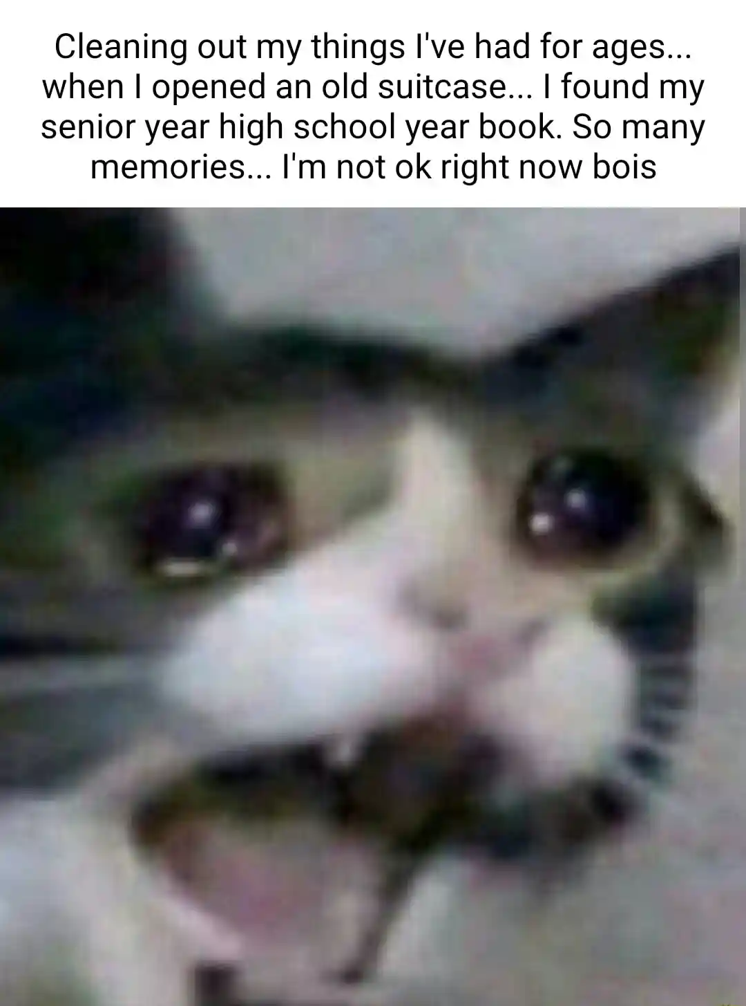 Screaming cat meme crying over yearbook