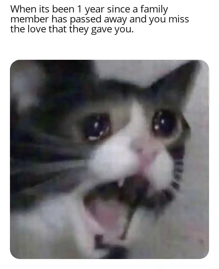 Screaming cat meme grieving lost family