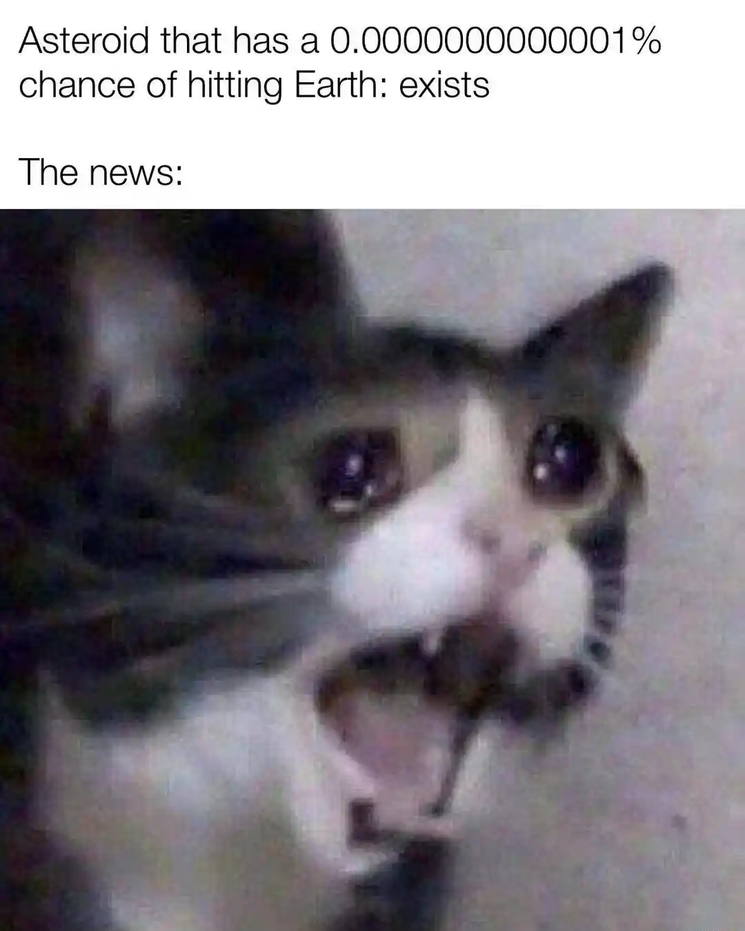 Screaming cat meme panics at space news