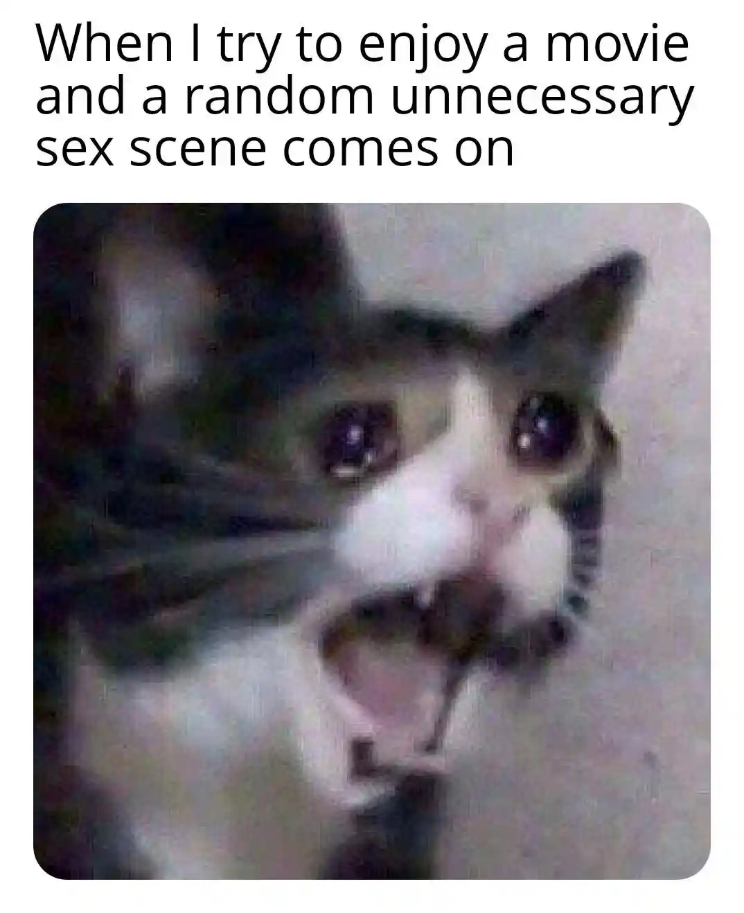 Screaming cat meme awkward at random movie sex