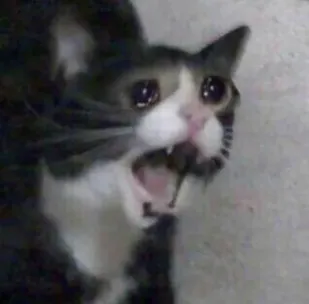 Screaming cat meme