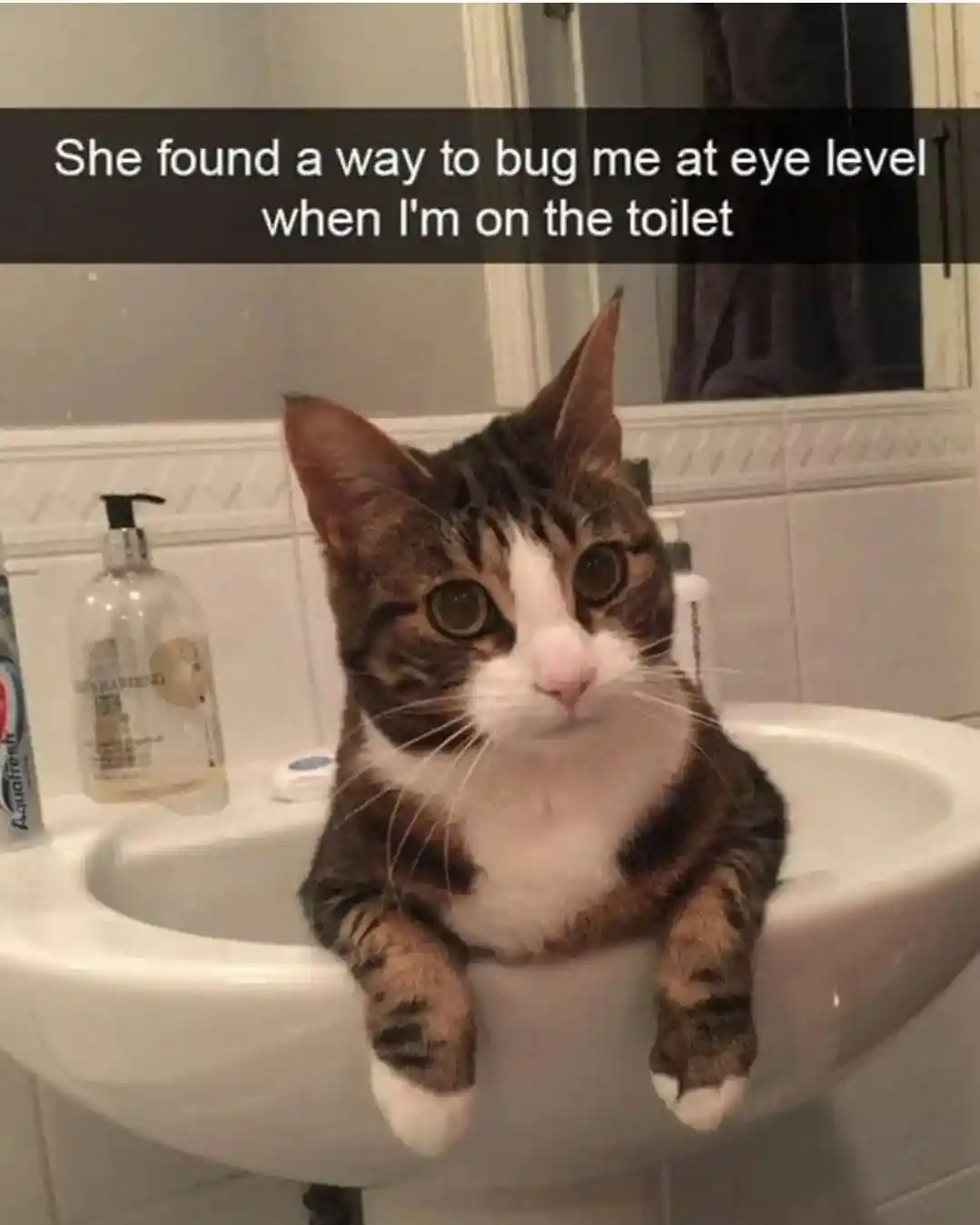 Cat in sink meme staring at owner on the toilet