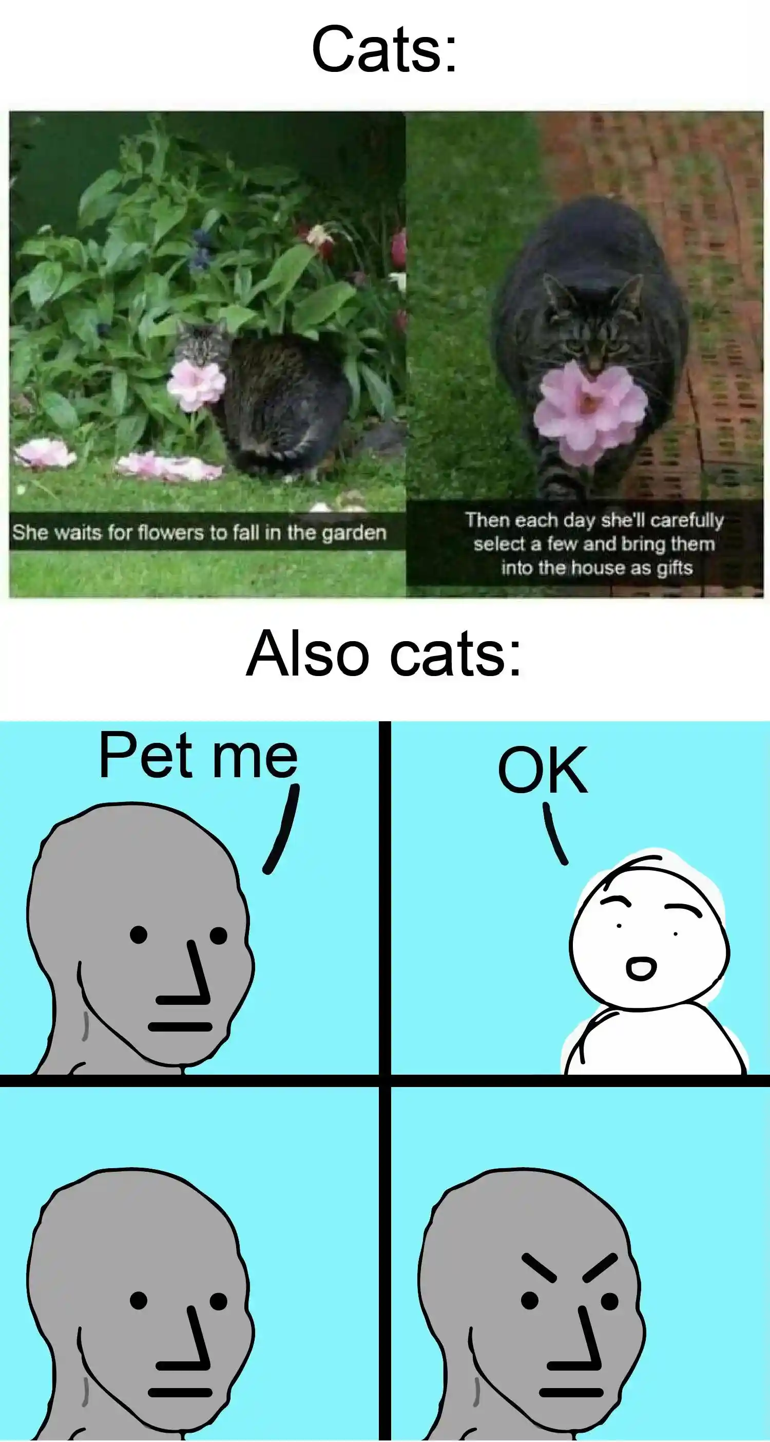 Cats gifting flowers meme get mad when petted