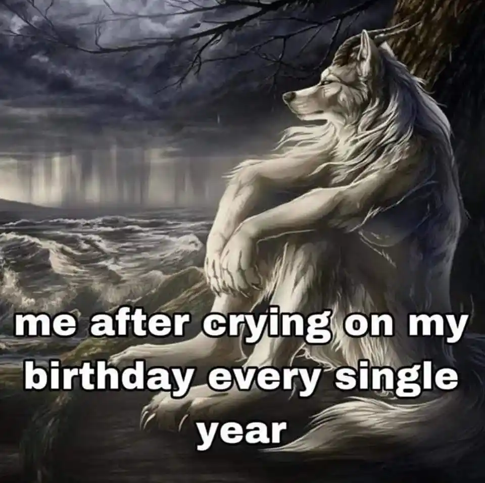 Sitting Wolf meme after birthday crying
