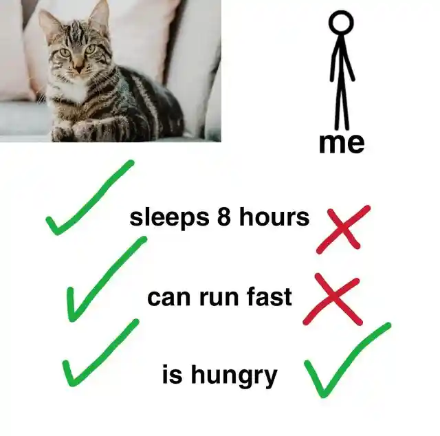 Cat vs me meme comparing daily traits
