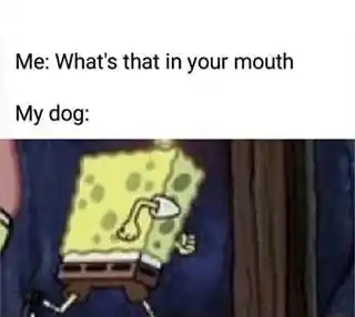 Spongebob running meme dog runs away