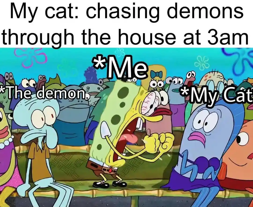 Spongebob screaming meme cat chases demons at 3am