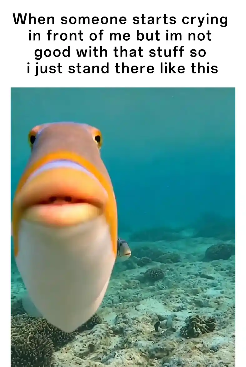 Staring fish meme awkwardly faces crying