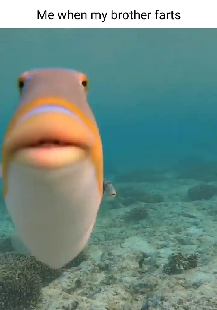 Staring fish meme watching brother fart