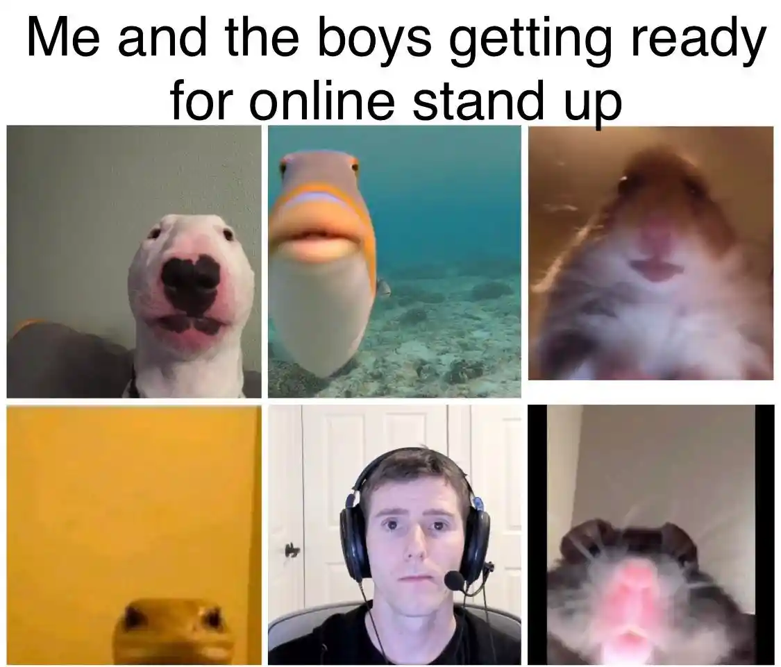 Staring fish meme prep for online standup