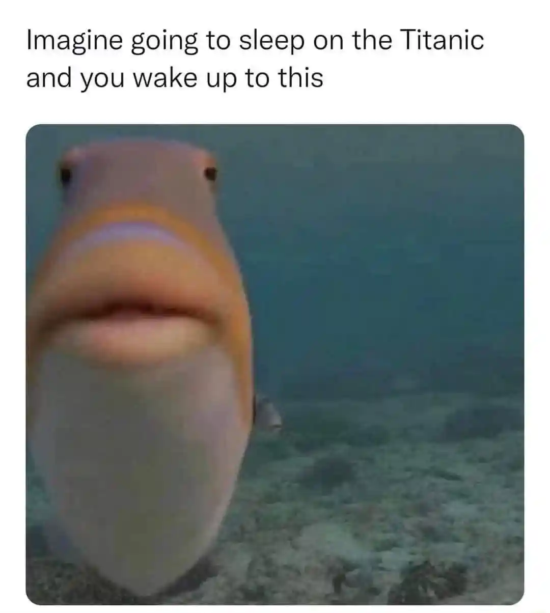 Staring fish meme meets you after titanic sinks