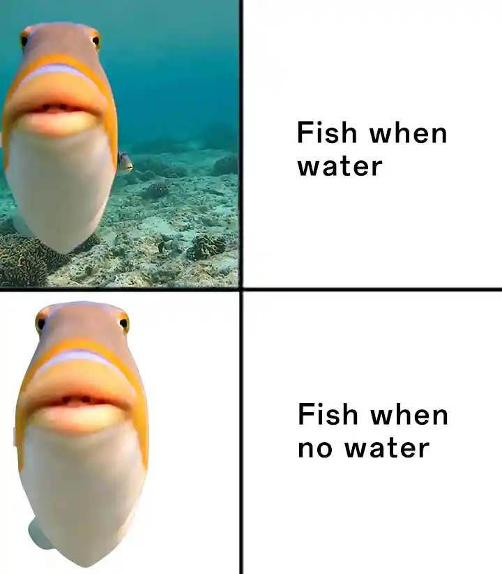 Staring fish meme blank stare no water