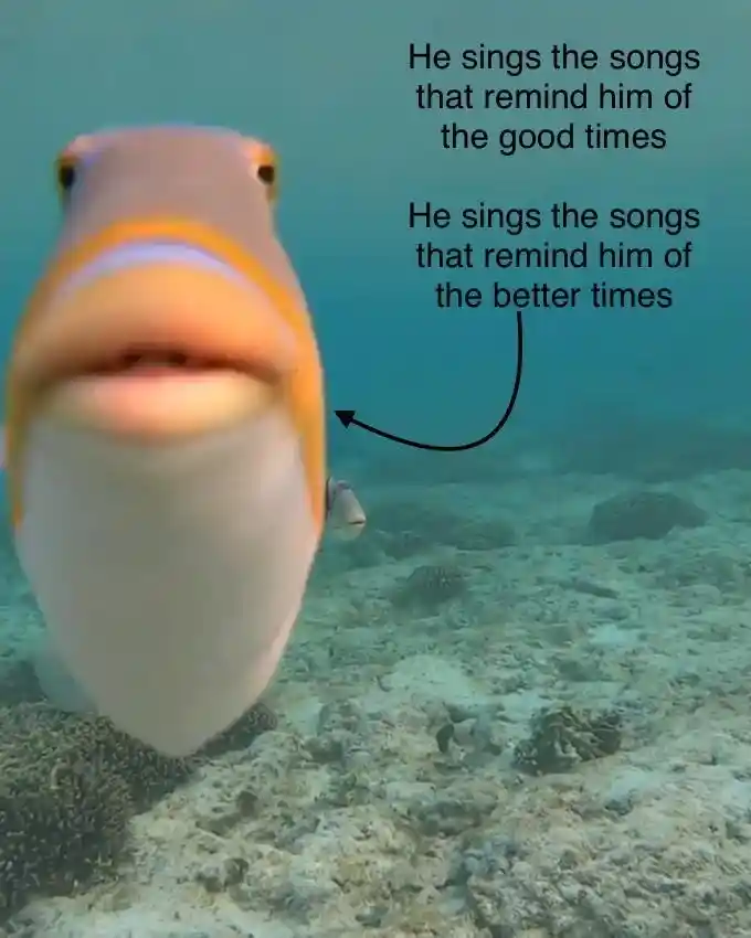 Staring fish meme sings of good times