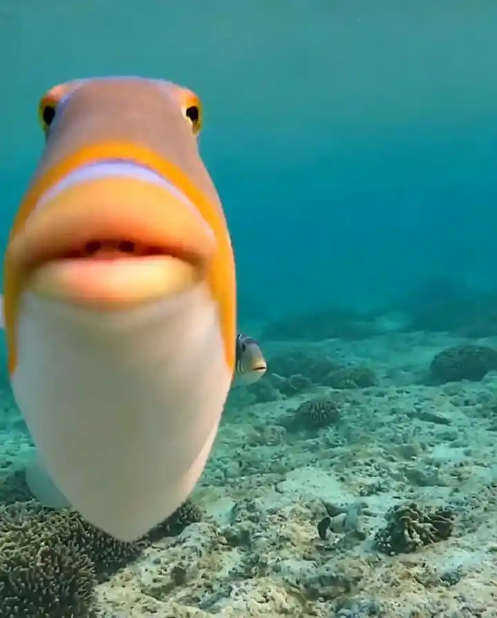 Staring fish meme template
