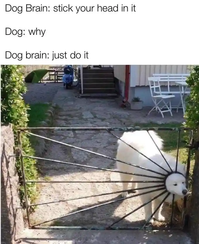 Dog brain meme dog sticks head through metal gate