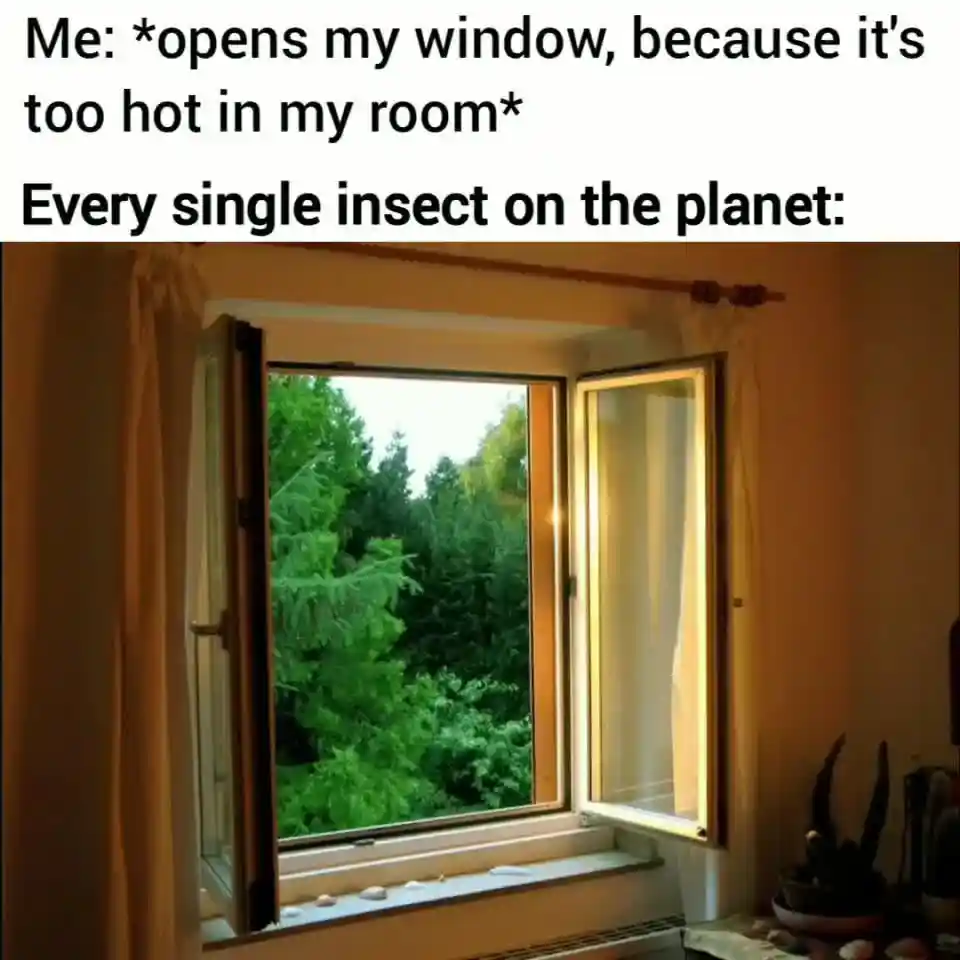 Open window insect meme enter hot room