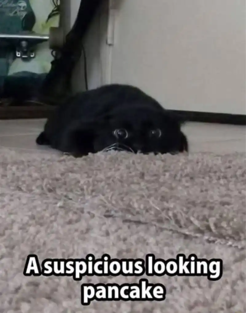 Black cat pancake meme acting suspicious