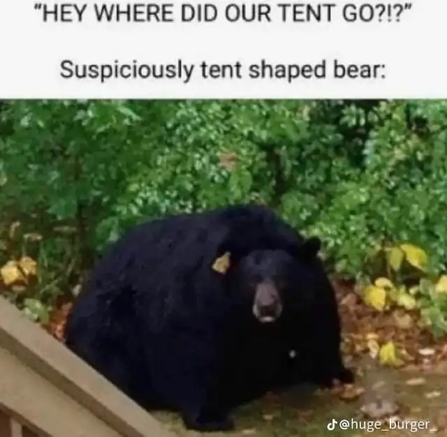 Tent shaped bear meme hiding lost tent