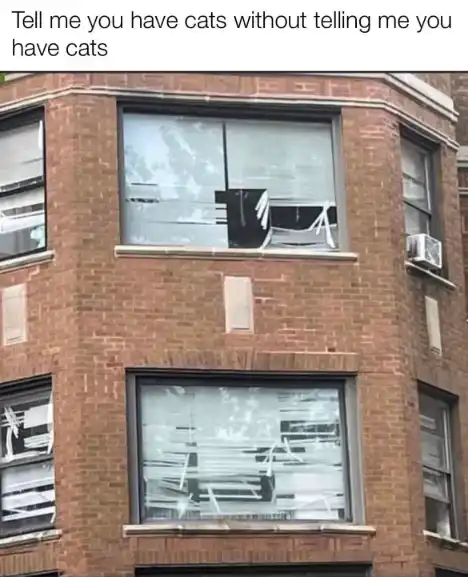 Cat torn blinds meme show you have cats