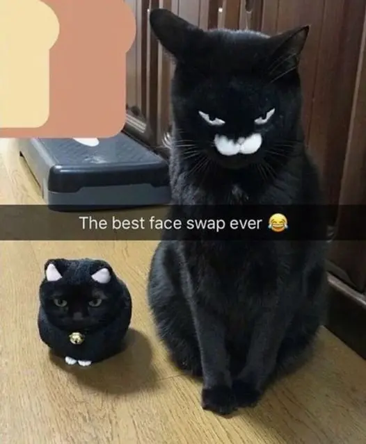 Black cat face swap meme is super funny