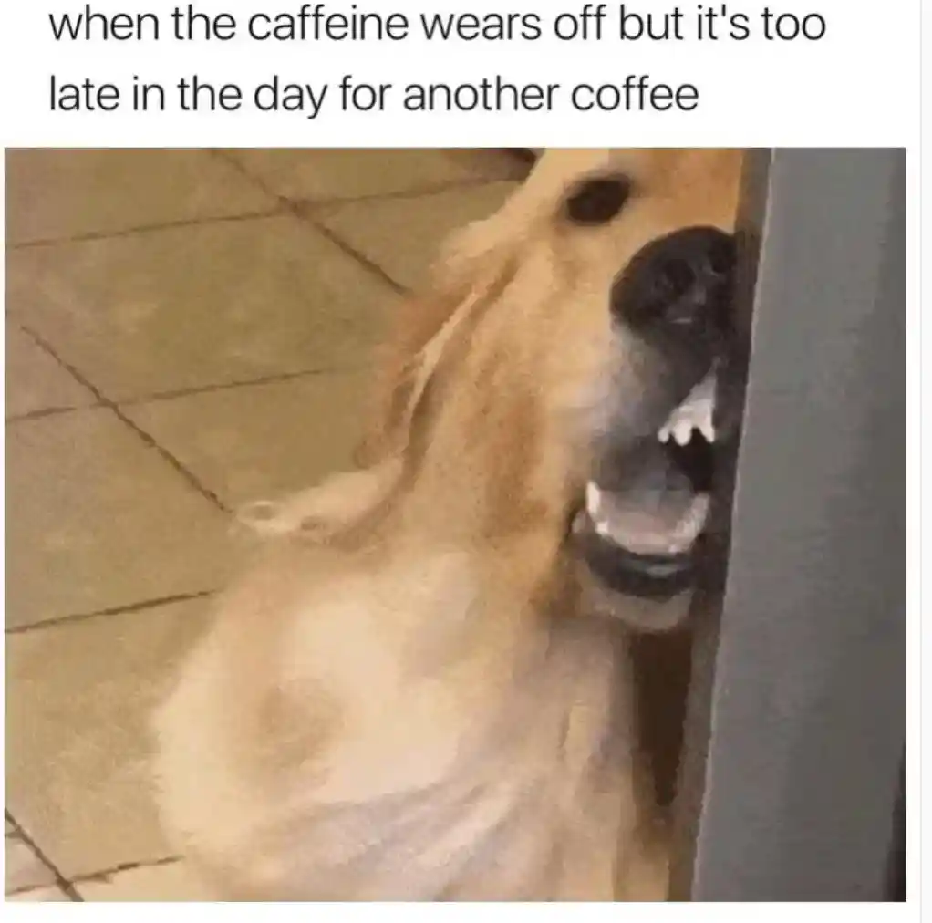 Caffeine crash meme tired no more coffee