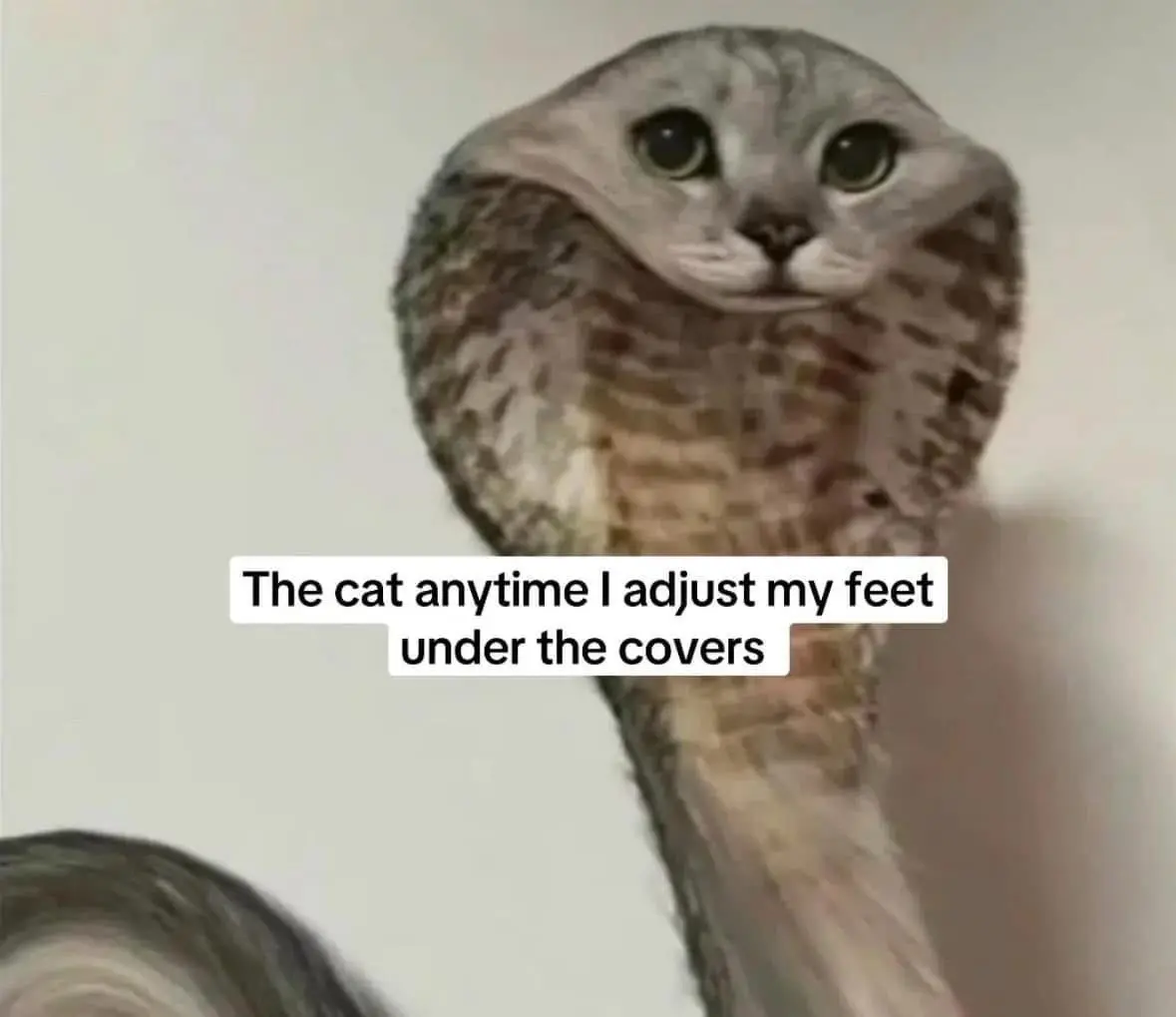 Sock cat meme watching you move feet under covers