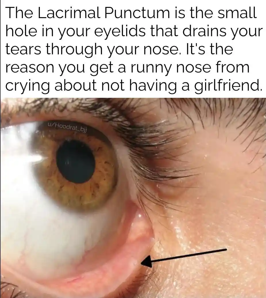 Lacrimal punctum meme explaining runny nose from crying