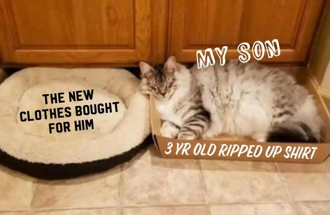 Cat prefers old box meme ignores new bed