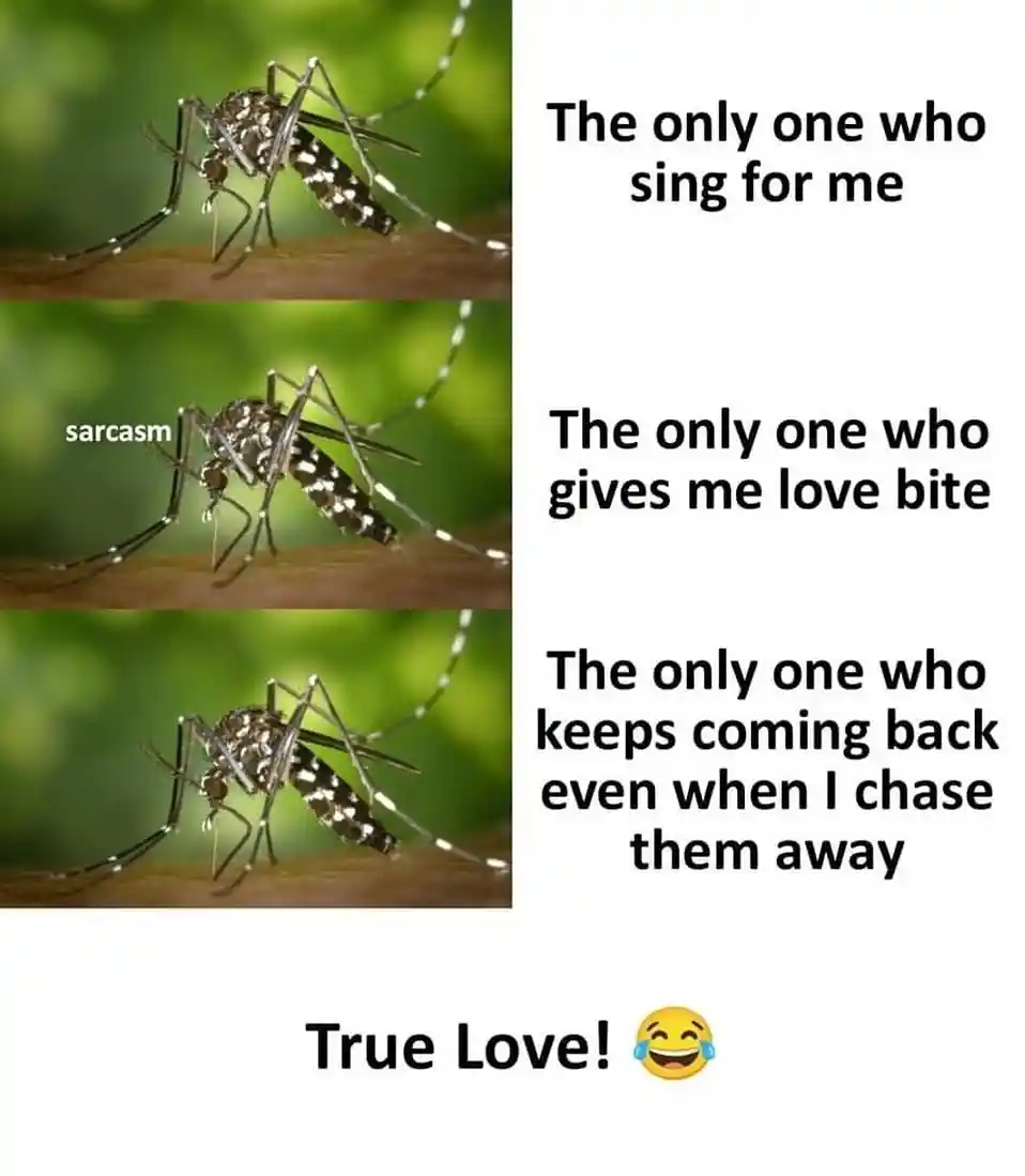 Mosquito meme jokes on true love bites