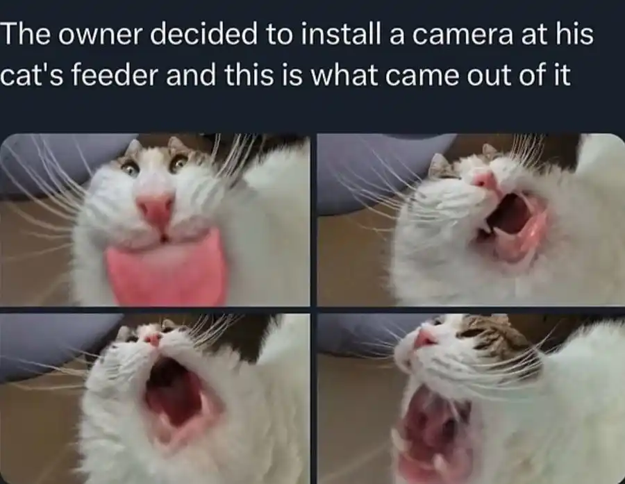 Cat feeder cam meme funny cat faces