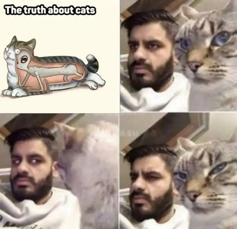 The truth about cats meme man confused