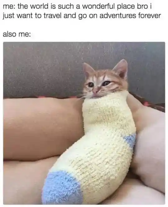 Sock cat travel meme lazing at home