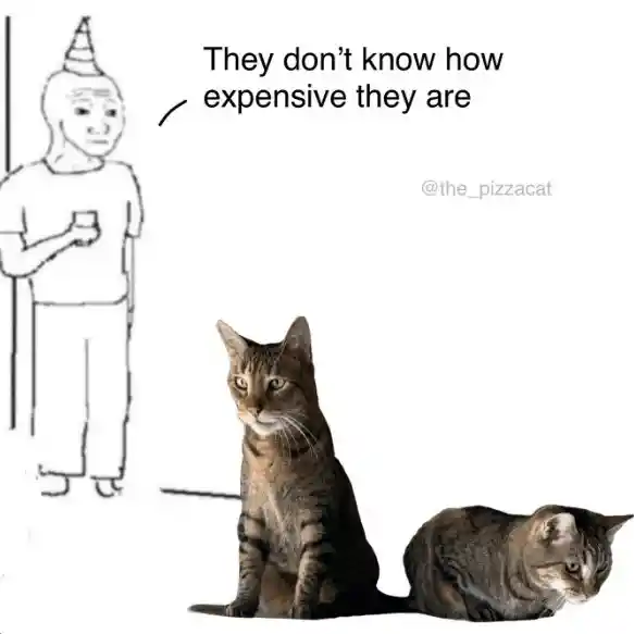 Cats meme do not know they are expensive