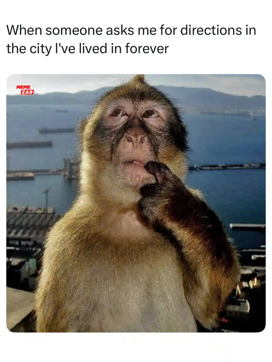 Thinking monkey meme lost for directions