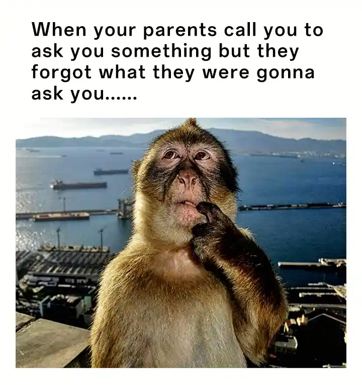 Thinking monkey meme confused when parents forget to ask