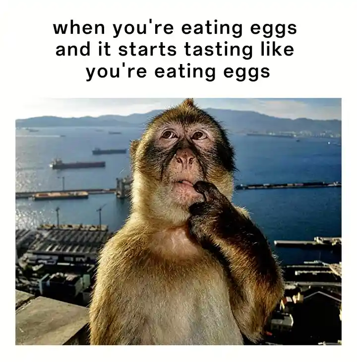Thinking monkey meme confused eating eggs