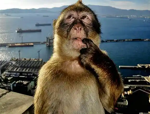 Thinking monkey meme