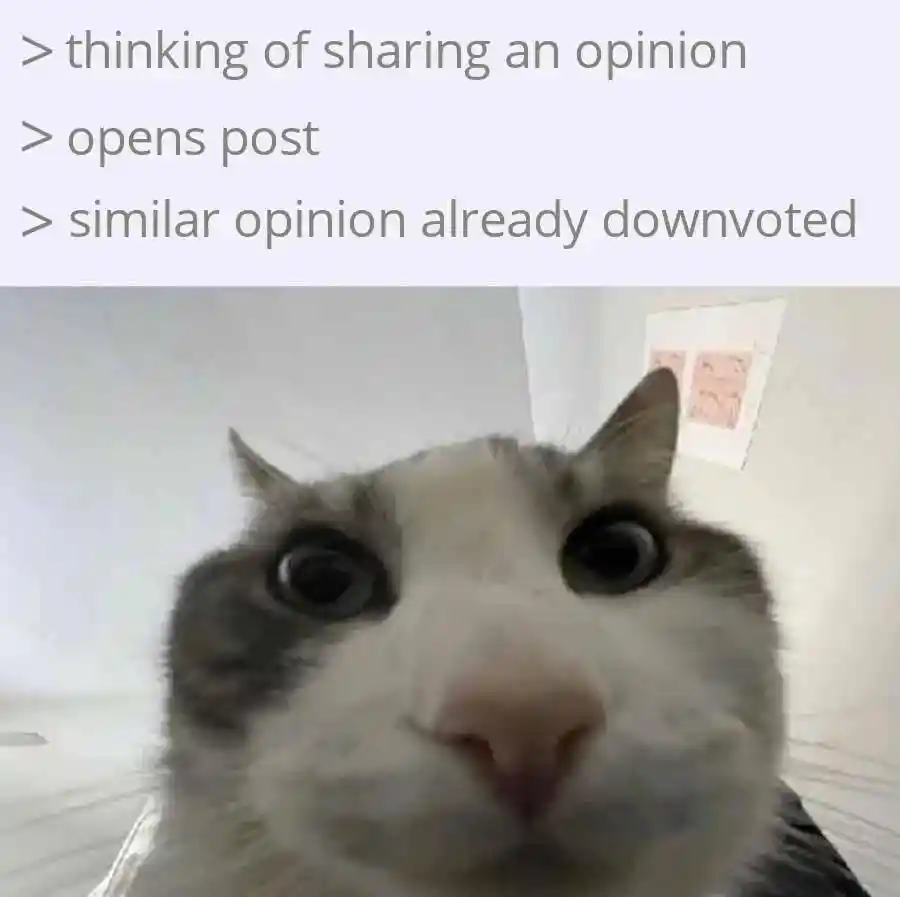 Shocked cat meme scared to share opinion