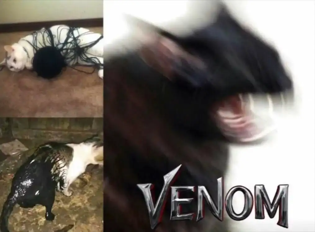 Venom cat meme showing funny origin