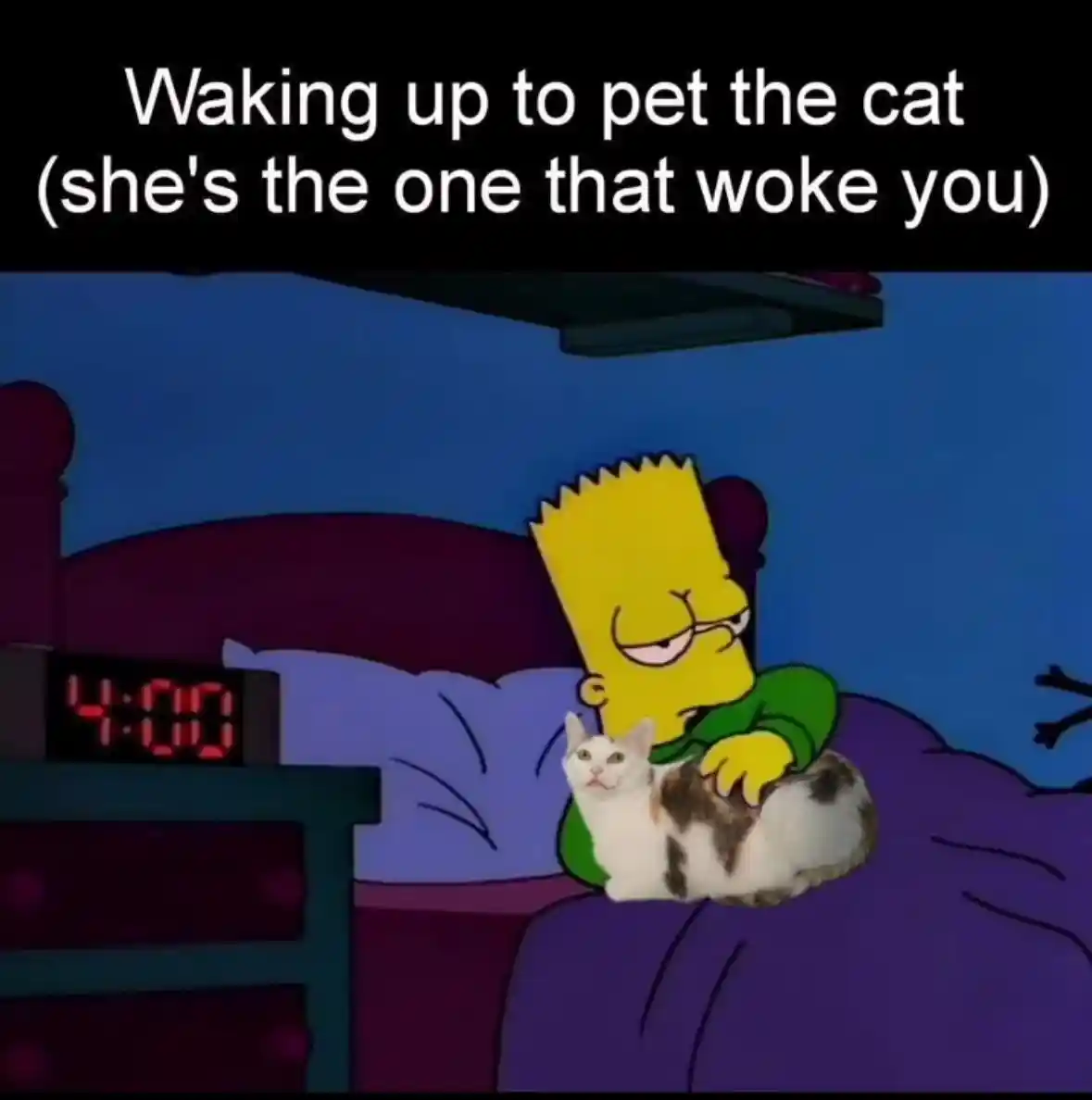 Wake up to pet cat meme sleepily pet cat woke you