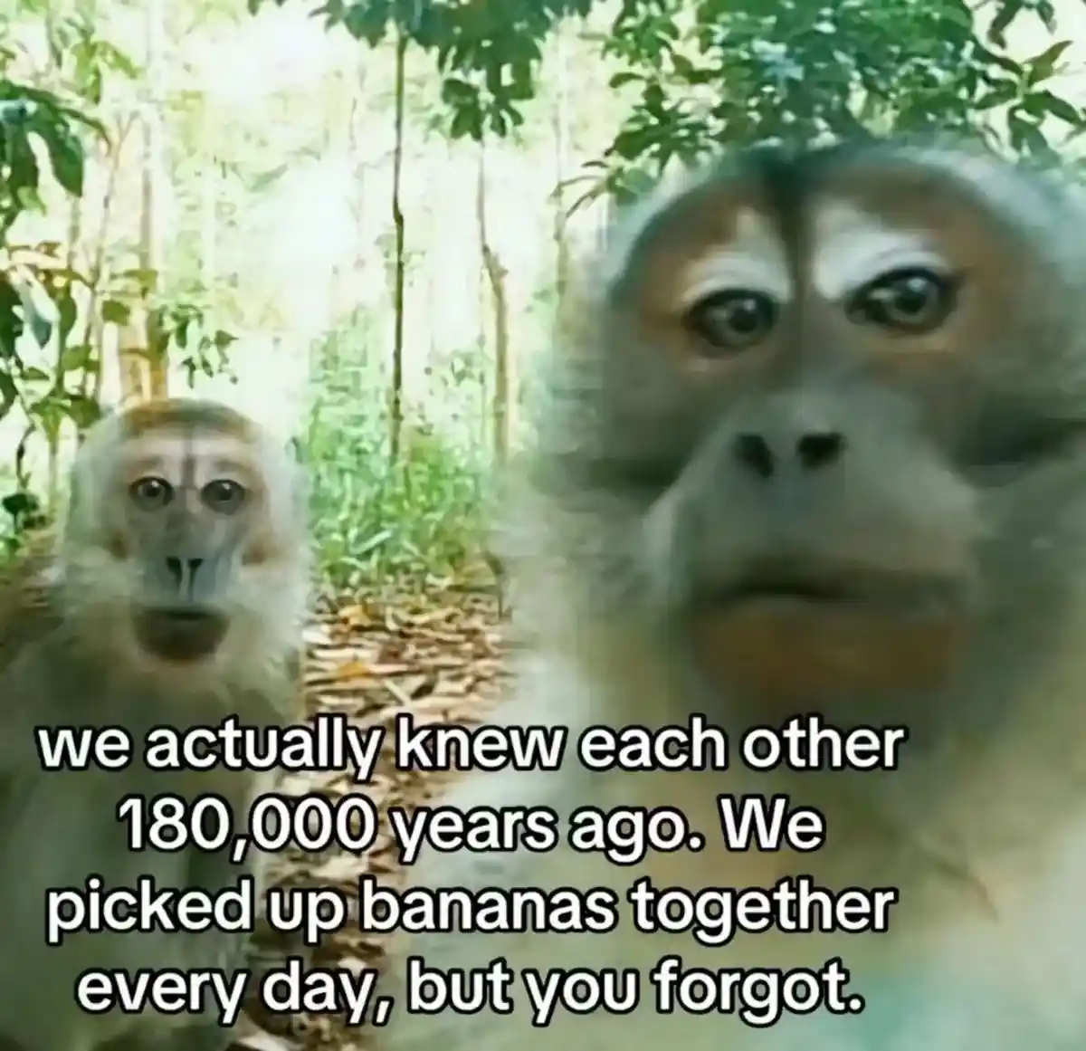 Two monkeys meme recalling shared banana picking days