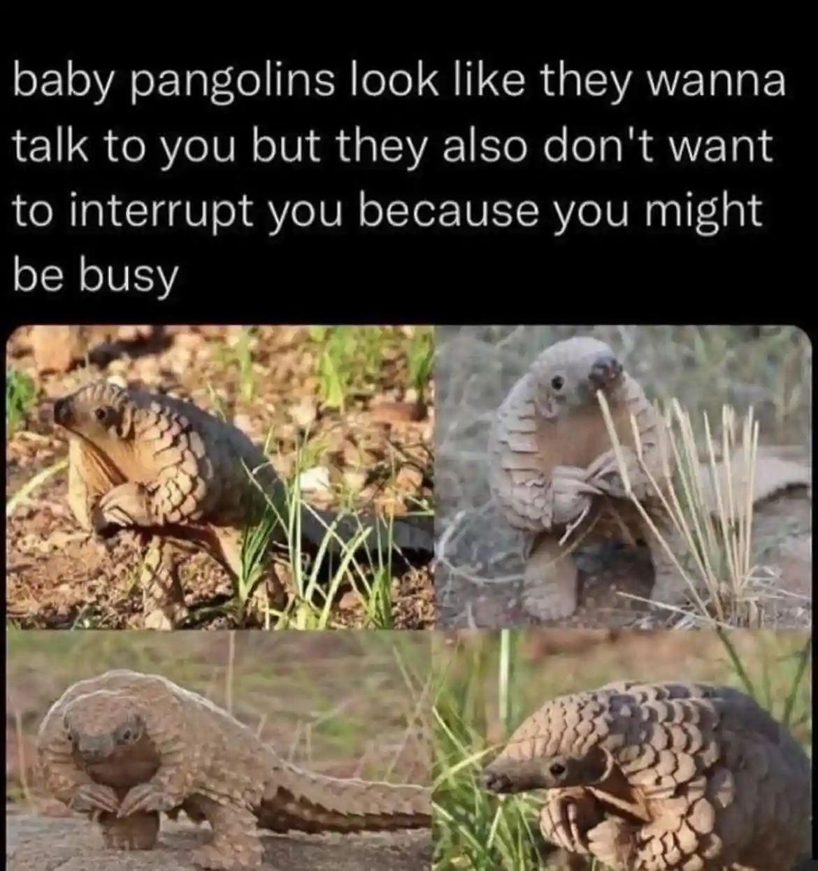 Baby pangolins meme shy to talk but not bother you