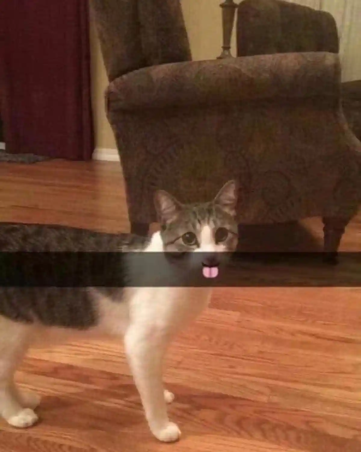 Invisible cat meme sticks tongue out