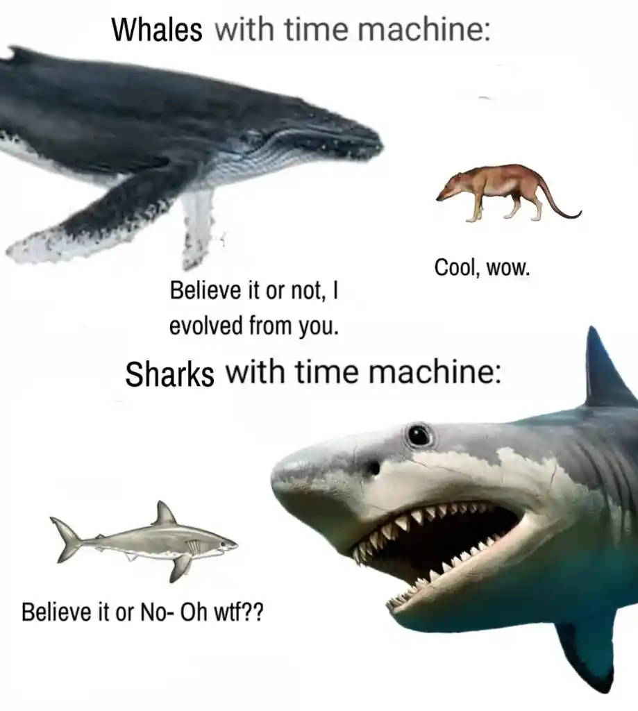Whales sharks time machine meme react to ancestors