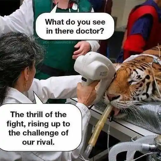 Tiger vet exam meme funny absurd answer